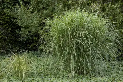 Miscanthus sinensis (Prachtriet) - afbeelding 6