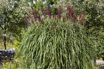 Miscanthus sinensis (Prachtriet) - afbeelding 7