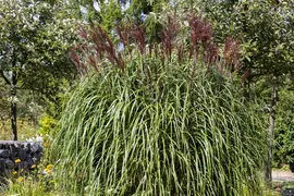 Miscanthus sinensis (Prachtriet) - afbeelding 7