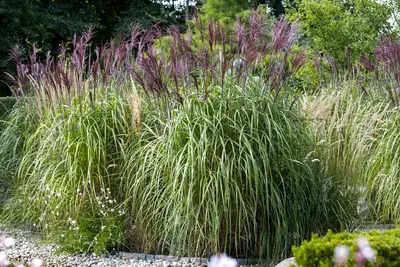 Miscanthus sinensis (Prachtriet) - afbeelding 9