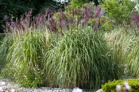 Miscanthus sinensis (Prachtriet) - afbeelding 9