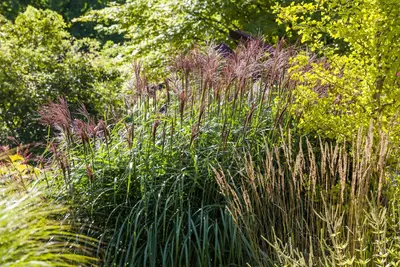 Miscanthus sinensis (Prachtriet) - afbeelding 19