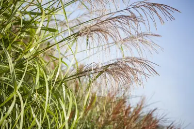 Miscanthus sinensis (Prachtriet) - afbeelding 30