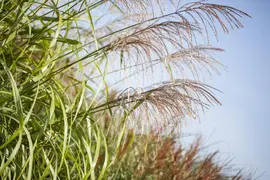 Miscanthus sinensis (Prachtriet) - afbeelding 30
