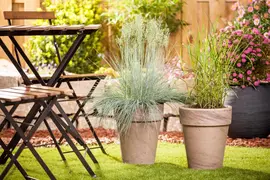 Miscanthus sinensis (Prachtriet) - afbeelding 32