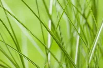 Miscanthus sinensis (Prachtriet) - afbeelding 36
