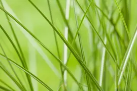 Miscanthus sinensis (Prachtriet) - afbeelding 36
