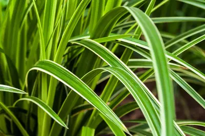 Miscanthus sinensis (Prachtriet) - afbeelding 38