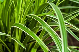 Miscanthus sinensis (Prachtriet) - afbeelding 38