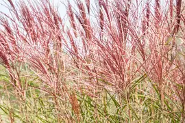 Miscanthus sinensis (Prachtriet) - afbeelding 41