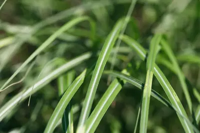 Miscanthus sinensis (Prachtriet) - afbeelding 42