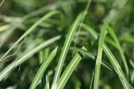 Miscanthus sinensis (Prachtriet) - afbeelding 42