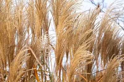 Miscanthus sinensis (Prachtriet) - afbeelding 45