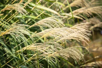 Miscanthus sinensis (Prachtriet) - afbeelding 46