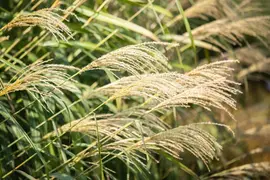 Miscanthus sinensis (Prachtriet) - afbeelding 46