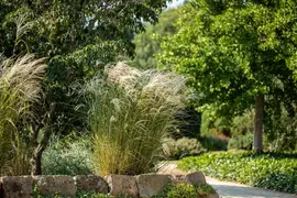 Miscanthus sinensis (Prachtriet) - afbeelding 47