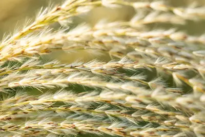Miscanthus sinensis (Prachtriet) - afbeelding 49