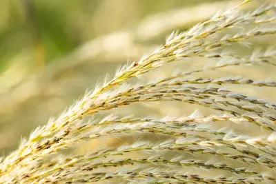 Miscanthus sinensis (Prachtriet) - afbeelding 50
