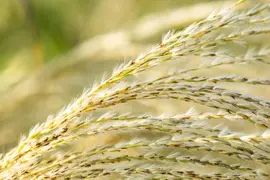 Miscanthus sinensis (Prachtriet) - afbeelding 50