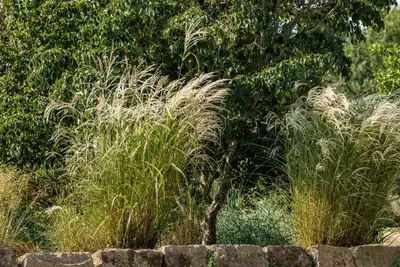 Miscanthus sinensis (Prachtriet) - afbeelding 51