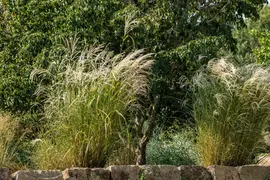Miscanthus sinensis (Prachtriet) - afbeelding 51