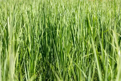 Miscanthus sinensis (Prachtriet) - afbeelding 55