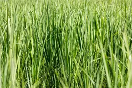 Miscanthus sinensis (Prachtriet) - afbeelding 55