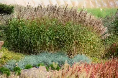 Miscanthus sinensis (Prachtriet) - afbeelding 57