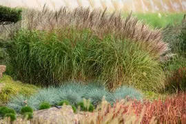 Miscanthus sinensis (Prachtriet) - afbeelding 57