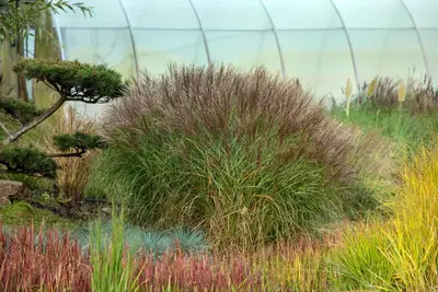 Miscanthus sinensis (Prachtriet) - afbeelding 58
