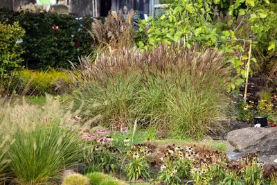 Miscanthus sinensis (Prachtriet) - afbeelding 59