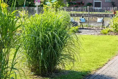 Miscanthus sinensis (Prachtriet) - afbeelding 60