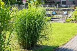 Miscanthus sinensis (Prachtriet) - afbeelding 60