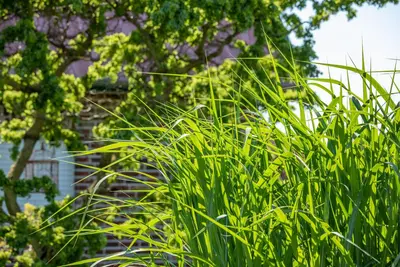 Miscanthus sinensis (Prachtriet) - afbeelding 61