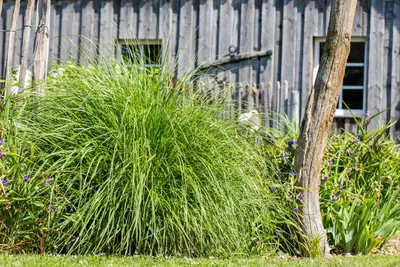 Miscanthus sinensis (Prachtriet) - afbeelding 62
