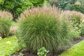 Miscanthus sinensis (Prachtriet) - afbeelding 63