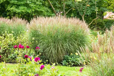 Miscanthus sinensis (Prachtriet) - afbeelding 64