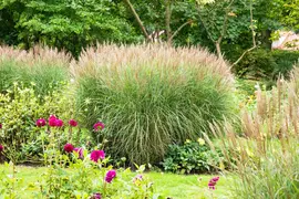 Miscanthus sinensis (Prachtriet) - afbeelding 64