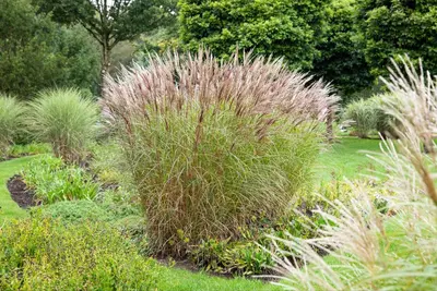 Miscanthus sinensis (Prachtriet) - afbeelding 65