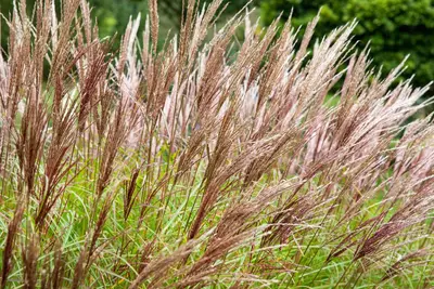 Miscanthus sinensis (Prachtriet) - afbeelding 66