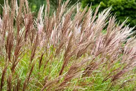 Miscanthus sinensis (Prachtriet) - afbeelding 66