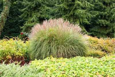 Miscanthus sinensis (Prachtriet) - afbeelding 67