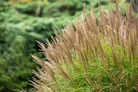 Miscanthus sinensis (Prachtriet) - afbeelding 68
