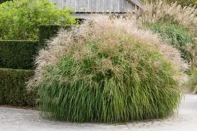 Miscanthus sinensis (Prachtriet) - afbeelding 69