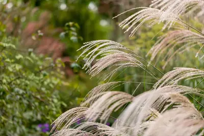 Miscanthus sinensis (Prachtriet) - afbeelding 70