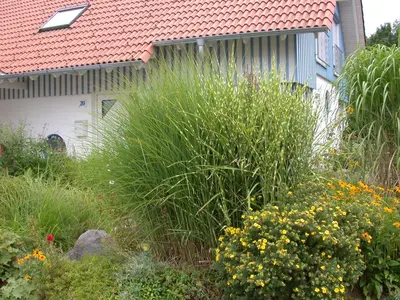 Miscanthus sinensis (Prachtriet) - afbeelding 44