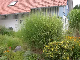 Miscanthus sinensis (Prachtriet) - afbeelding 44