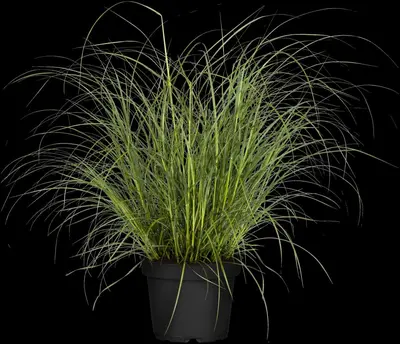 Miscanthus sinensis (Prachtriet) - afbeelding 24