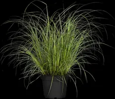 Miscanthus sinensis (Prachtriet) - afbeelding 24