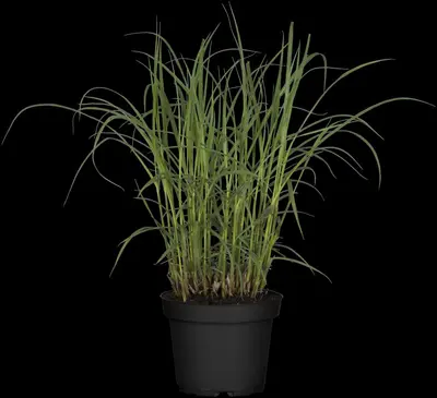 Miscanthus sinensis (Prachtriet) - afbeelding 31